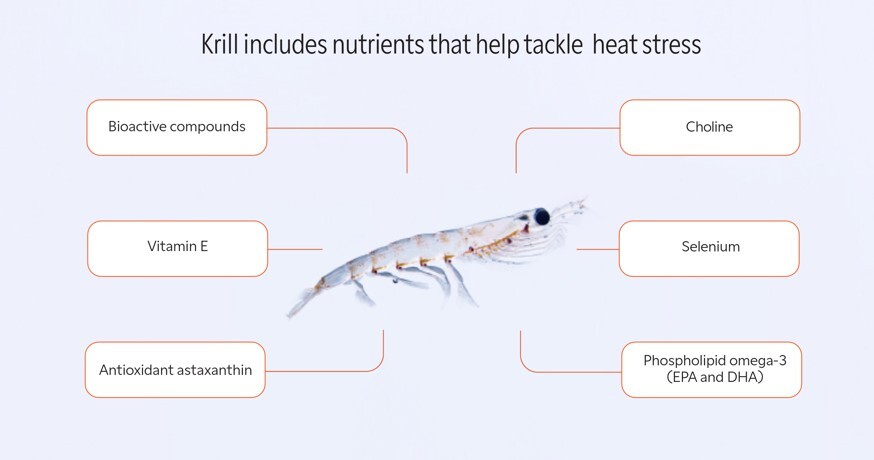 Krill includes nutrients that help tackle heat stress