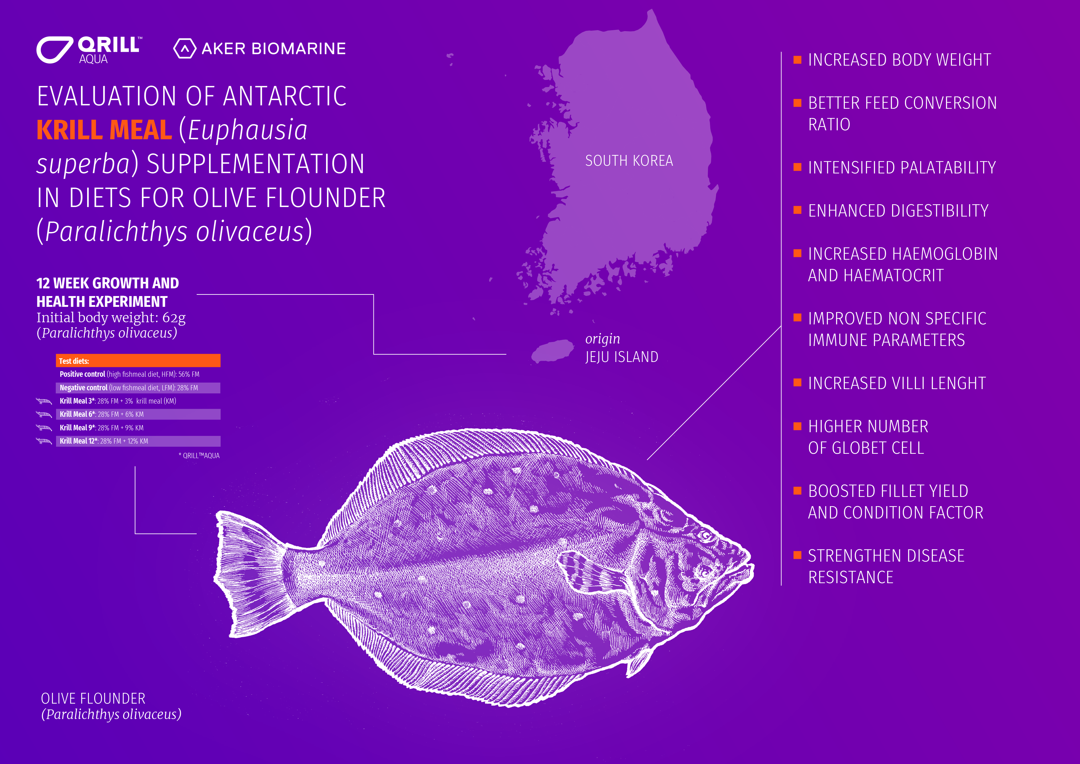 Olive flounder study overview infographic