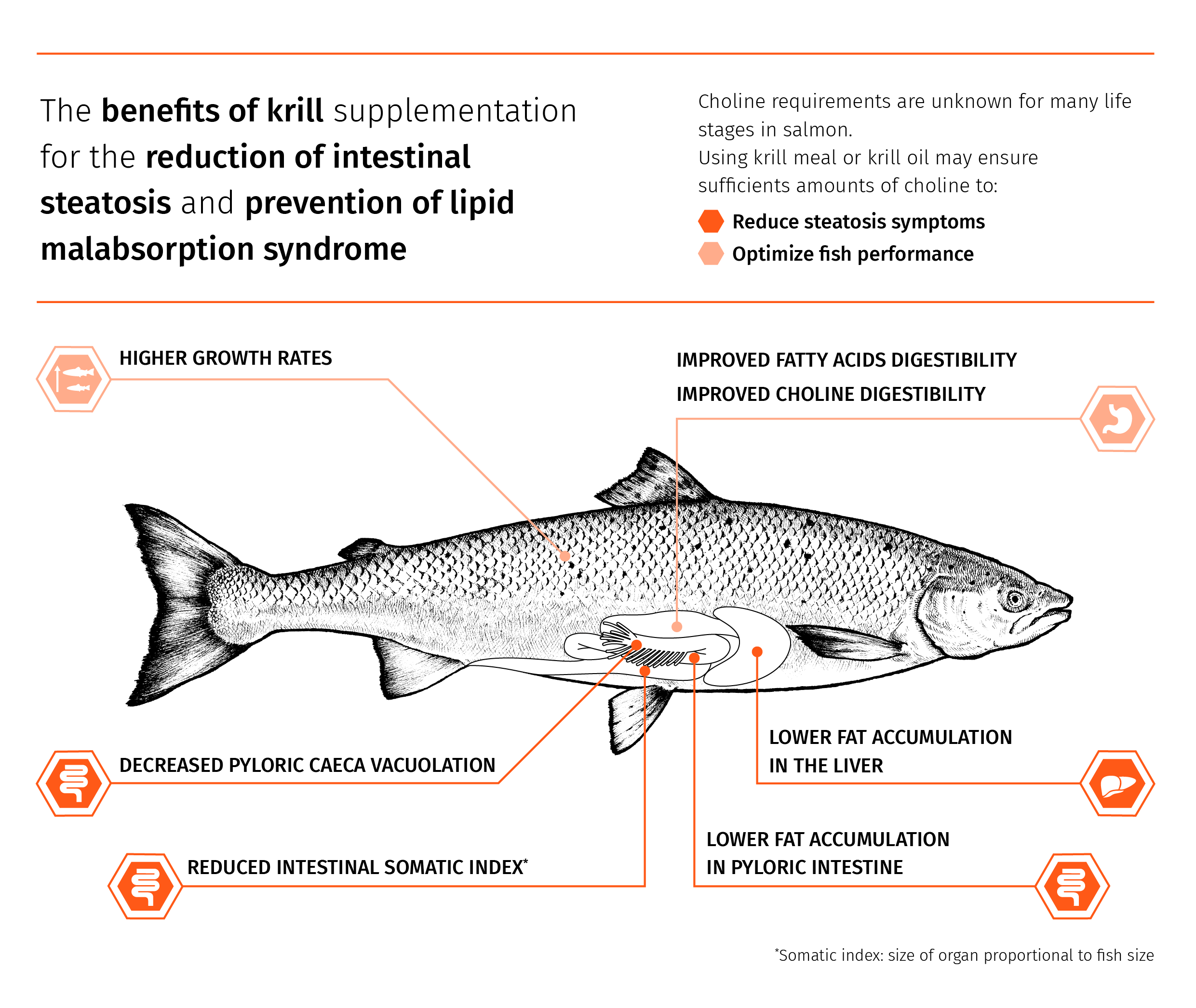 Aker_White paper salmon infografics_20.02.2023_Figure 5