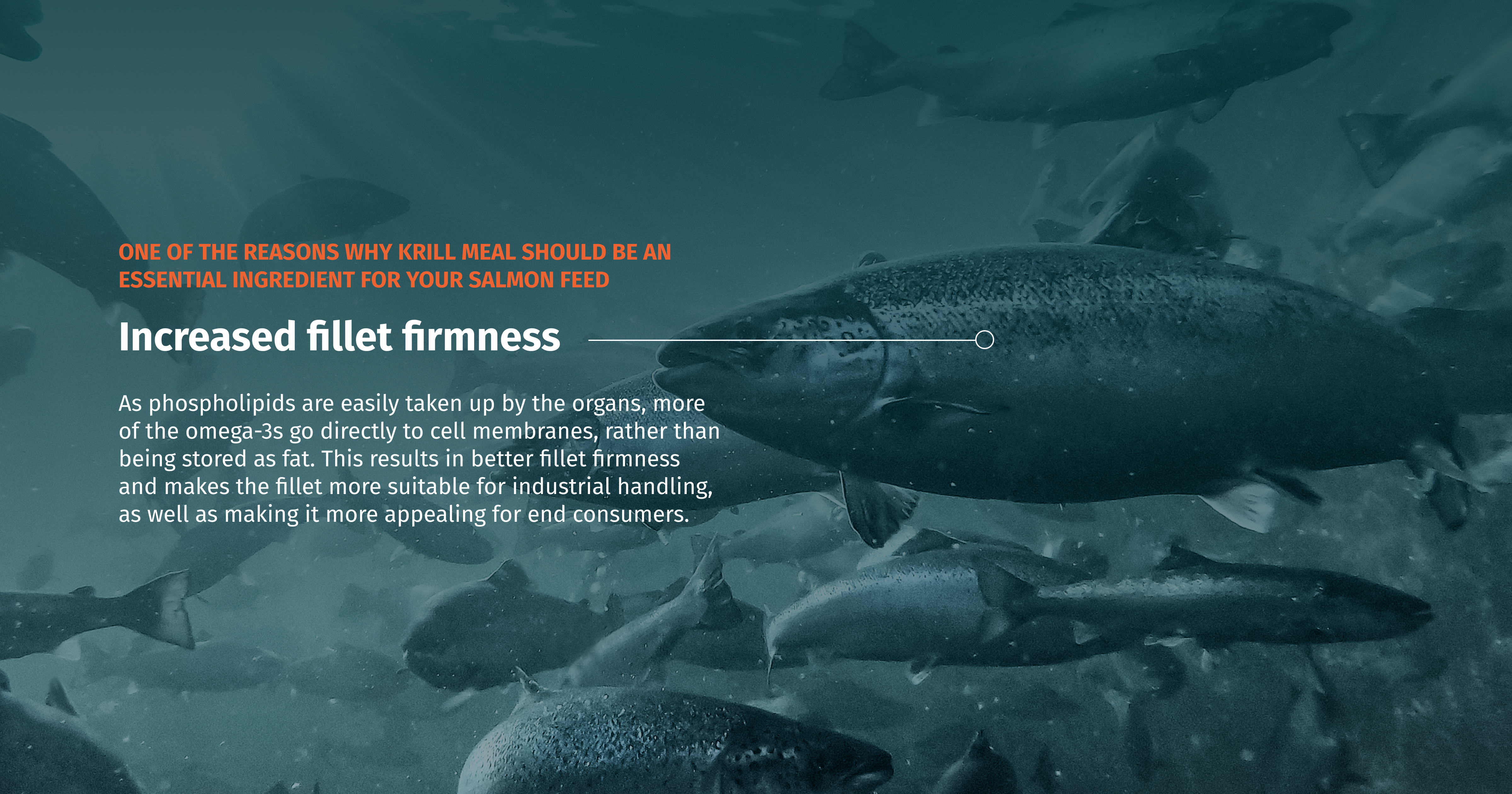 QRILL Aqua_Blog_10 reasons krill for your salmon feed_Image2
