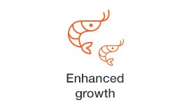enhanced-growth shtimp.jpg