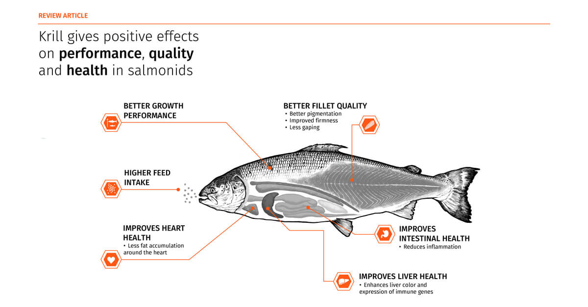 Salmonids review study with krill feed