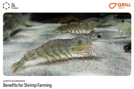 Shrimp science booklet