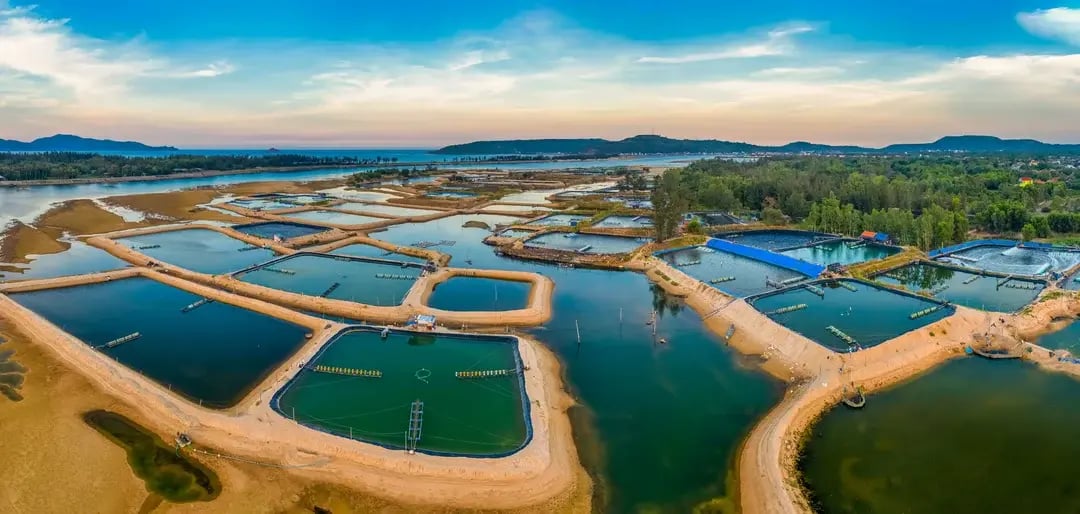 The-role-of-feed-in-sustainable-aquaculture
