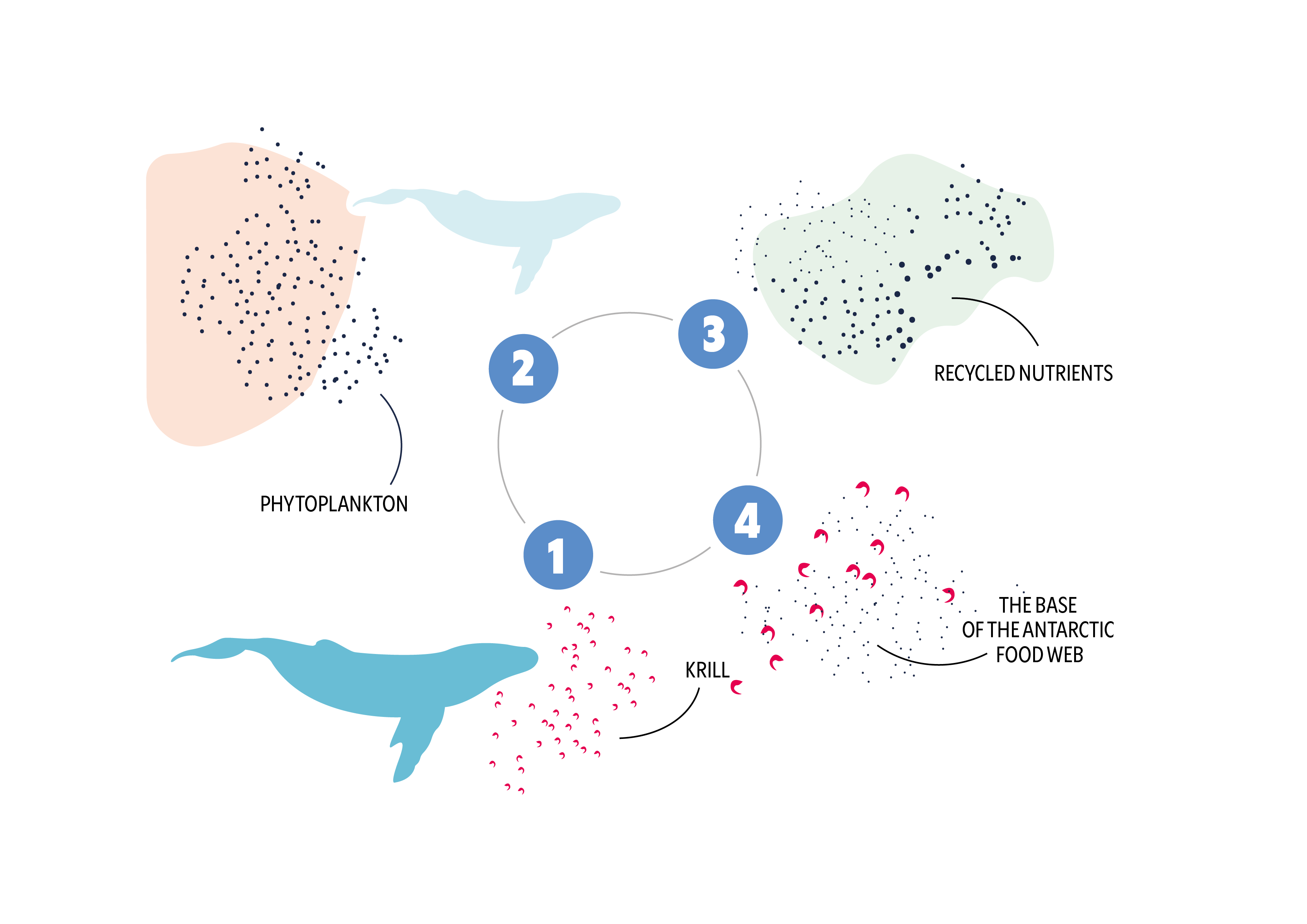 Thight_WhalePump