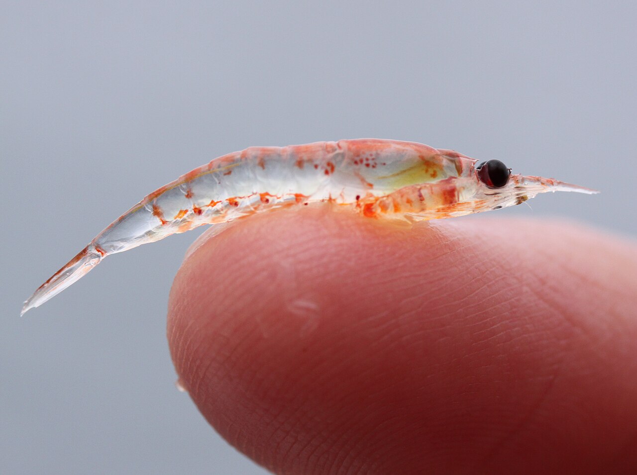 Krill_on_finger