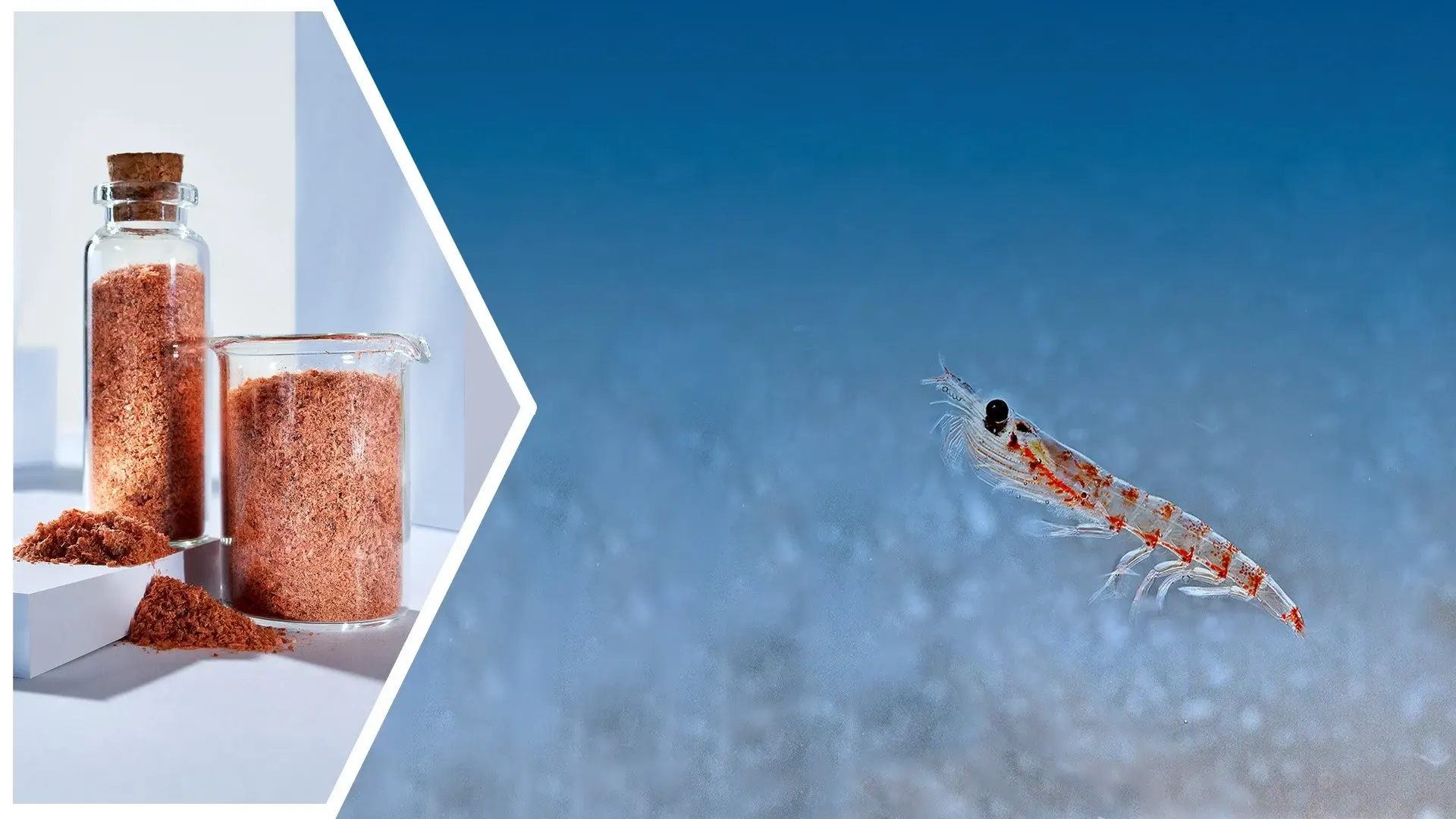 Krill meal supplier Krill meal supplier