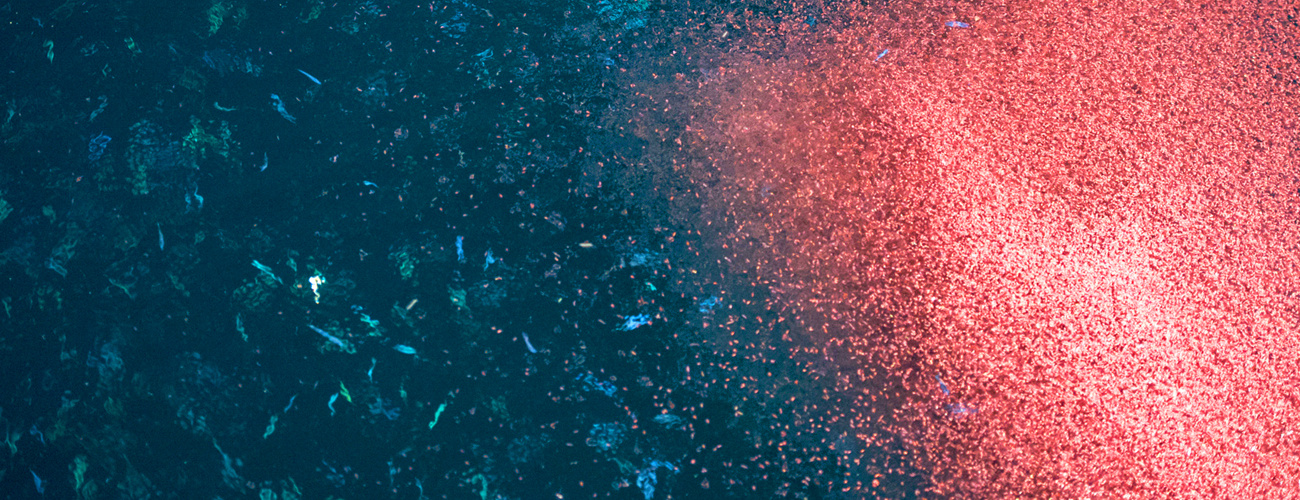 New large-scale Antarctic krill survey confirms healthy krill biomass