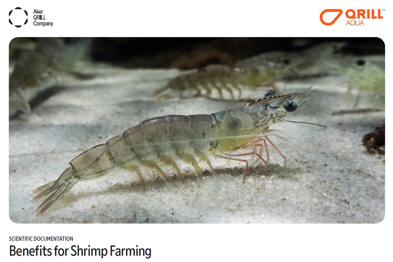 Shrimp science booklet