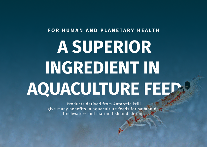 QRILL Aqua: A Superior Ingredient In Aquaculture Feed