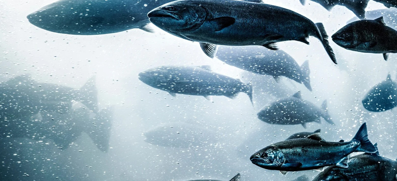 5 reasons why krill is such a popular ingredient in fish feed